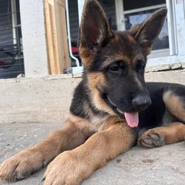 German Shepherd Puppies from Segen Von Gott German Shepherd’s