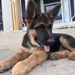 German Shepherd Puppies from Segen Von Gott German Shepherd’s