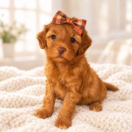 Sparkle - Red Collar - Apricot female Goldendoodle puppy in Huntsville, Alabama from Falcon Ridge Doodles