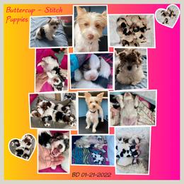 Yorkshire Terrier Puppies from Cute Yorkies