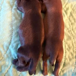 Girl 1 - Red female Dachshund puppy in Marinette/Green Bay, Wisconsin from Incahoots Smooth and Wirehaired Dachshunds