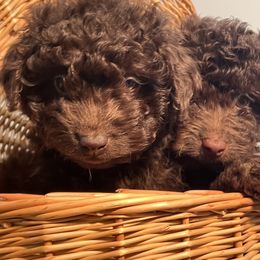 Aussiedoodle Puppies from Little Wonders Aussiedoodles
