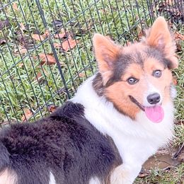 Huck - Pembroke Welsh Corgi