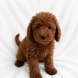 Ollie - Red  male Goldendoodle puppy in Warrensburg, Missouri from Supreme Doodles