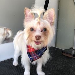 Winchie - Yorkshire Terrier