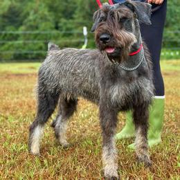 E M B E R - Pepper and salt female Giant Schnauzer puppy in Goodrich, Texas from Silver Creek Giant Schnauzers