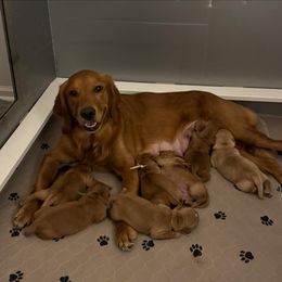 Golden Retriever puppies from Golden Paws