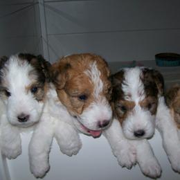 Crystal - White black and tan female Wire Fox Terrier puppy in Rochester, New York from LT Wire Fox Terriers