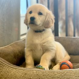 French Bulldog, Goldendoodle, and Golden Retriever Puppies from Crystal Coast Kennels, LLC