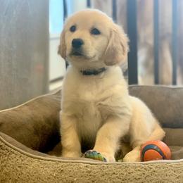 French Bulldog, Goldendoodle, and Golden Retriever Puppies from Crystal Coast Kennels, LLC