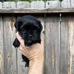 Havanese Puppies from Beota Havanese