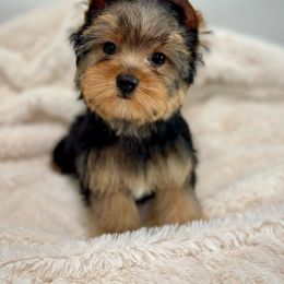 Boy 1 - Black and tan Yorkshire Terrier puppy in San Jose, California from Precious Yorkies