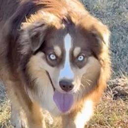 Bourban - Miniature Australian Shepherd