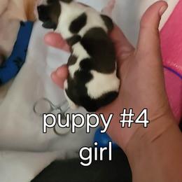 Puppy 4 - White black and tan female Papillon puppy in Conetoe, North Carolina from Southern Belle's Biewer Terriers & Papillons