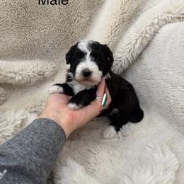 Finn - Black and white male Bernedoodle puppy in Fallon, Nevada from Wild Roots Doodles