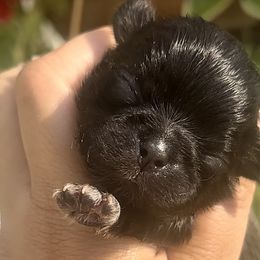 Tiny - Black and white Shih Tzu puppy in Frederick, Maryland from Shih Tzu Puppy in Maryland