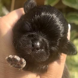 Tiny - Black and white Shih Tzu puppy in Frederick, Maryland from Shih Tzu Puppy in Maryland