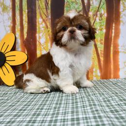 Karlene - Liver and white female Shih Tzu puppy in Arcola, Illinois from Highline Puppies