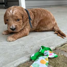 Cutter - Red  male Goldendoodle puppy in Camden, North Carolina from Oopsie Doodles of NC