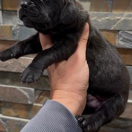 Bean - Black female Great Dane puppy in Grand Junction, Colorado from Top Brackett Danes