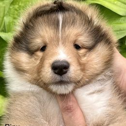 Binx - Sable and white Shetland Sheepdog puppy in Iowa from Karmayne Kennels