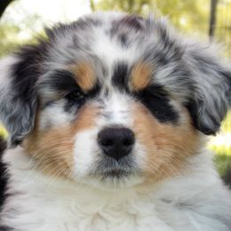 Australian Shepherd Puppies from Celtic Brae Australian Shepherds
