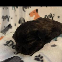 Chai - Brindle male Shih Tzu puppy in Bluffton, South Carolina from Cuddly Coastal Cuties