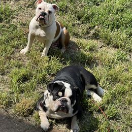 Butter - Bulldog