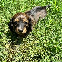 AKC female 5 - Wild  boar and tan female Dachshund puppy in Knoxville, Tennessee from Thea's Puppies