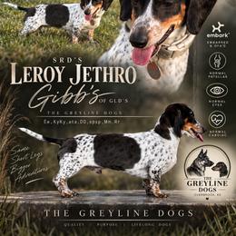 Dachshund Puppies from The Greyline Dogs