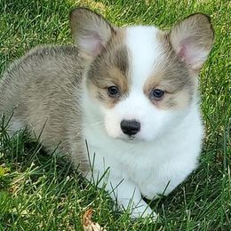 Pembroke Welsh Corgis from Mandi Coulter