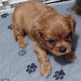 Girl 1 - Ruby female Cavalier King Charles Spaniel puppy in Silsbee, Texas from Grace Cavalier Kingdom