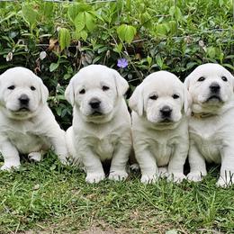 Girl - Yellow female Labrador Retriever puppy in Plainwell, Michigan from Preuss Puppies