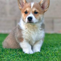 Pembroke Welsh Corgi Puppies from Enok Corgis