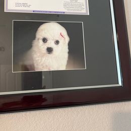 Sehoy - Bichon Frise