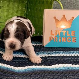 Goldendoodle Puppies from The Dood Effect