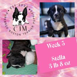 Stella - Black brindle and white female Boston Terrier puppy in Jupiter, Florida from CJM Boston and Boxer Puppies