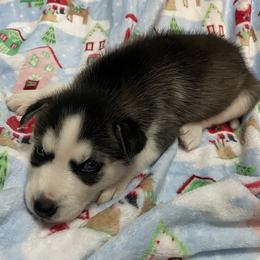 Siberian Husky Puppies from McDonald's Homegrown Huskies