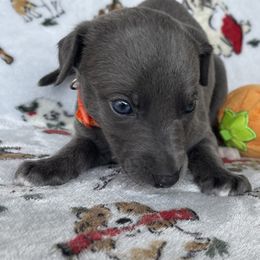 Sincity Lilly - Blue female Whippet puppy in Harlingen, Texas from Sincity Dogs Hobby Kennel