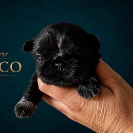 Rocco - Black male Shih Tzu puppy in Kempner, Texas from Shih Tzu Reign