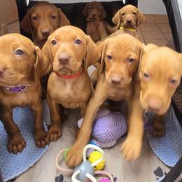 Vizsla Puppies from Avellana Vizslas