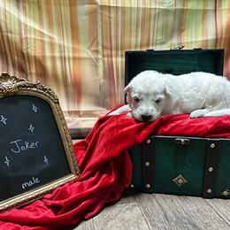 Joker - White male Berger Blanc Suisse puppy in West Alexandri, Ohio from Twisted Acres