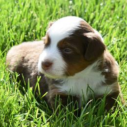 Red tri copper highlights - Red tri female Miniature Australian Shepherd puppy in Parma, Idaho from Arena Valley Acres