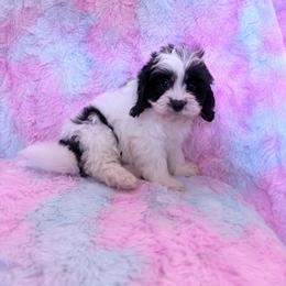 Cookies n Cream - Black and white female Cavapoo puppy in Knoxville, Tennessee from Rocky Top Cavapoos