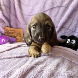 Nova - Cream female Dachshund puppy in Temple, Texas from Brit’s Doxie Crossing