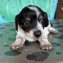 Oreo - Piebald male Dachshund puppy in Hawley, Texas from Little e Dachshunds