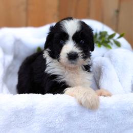 Purple collar - Black and white female Aussiedoodle puppy in Coulee City, Washington from Mr and Mrs Doodle Farm