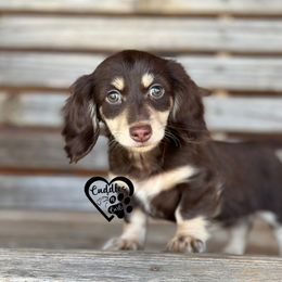 Dachshund, Pomeranian, and Poodle Puppies from Cuddles n Curls