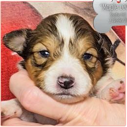 Maple Leaf - Sable and white female Shetland Sheepdog puppy in Elberton, Georgia from Ioney's Southern Paws Shelties, Frenchies, and Yorkies