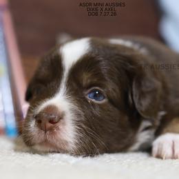 Sassy Red Tri Female - Red tri female Miniature Australian Shepherd puppy in Nacogdoches, Texas from TK Standard, Mini, & Toy Aussies